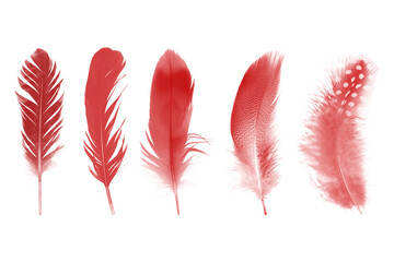 Beautiful collection red maroon feather isolated on white background