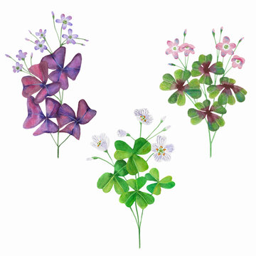 Oxalis collection watercolor on a white background