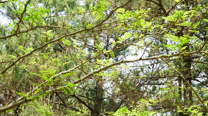 草木が生茂る森林