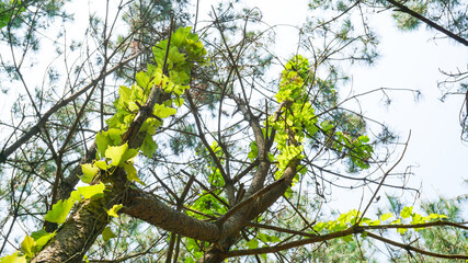 松の木に絡みつくツタのような草