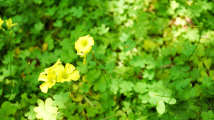 Fototapeta na wymiar 森の中の小さな黄色い花