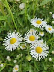 Fototapeta premium daisies in the grass