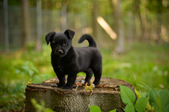 Beautiful little cute black puppy standing on the tree stamp in the park forest
