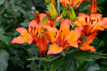 Lilium Matrix. 
orange lily flower in the garden
