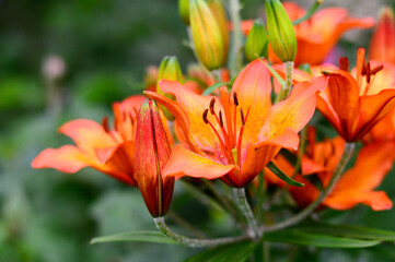 Lilium Matrix. 
orange lily flower in the garden