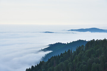Fototapeta na wymiar Pine trees - forest, hills and sea of clouds. Landscape photo taken in Kackar / Kaçkar mountains, highlands of Black Sea / Karadeniz region of Turkey. 