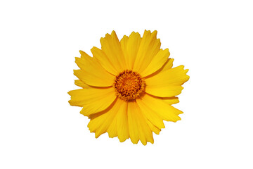 Beautiful Yellow Wild Flower Isolated on White Background Bloom Wide Open Close up Macro Photography