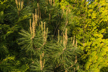 Pinus densiflora Umbraculifera. Sunset. Young long shoots and last year's green cones on pine branches. Blurred golden background of western thuja. Selective focus. Evergreen landscaped garden.