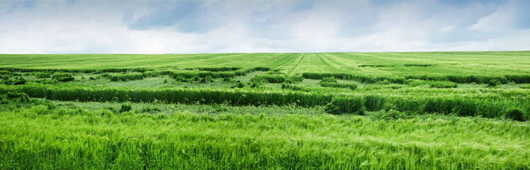 Fototapeta na wymiar Rye partly lying down in green field after heavy rain. Problems of farmers, losses