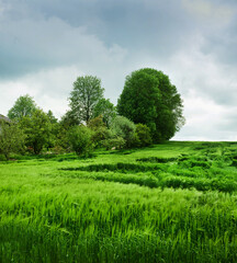 Wheat partly lying down in field after heavy rain.