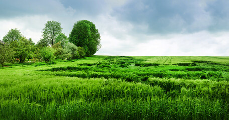 Fototapeta premium Wheat partly lying down in field after heavy rain. Problems of farmers, losses