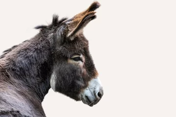 Fototapeten Esel Close-Up Portrait Of brown Donkey, isolated on white background  © Kathrine Andi