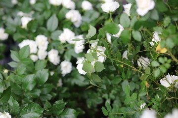 colorful houses in New York City west village manhattan
