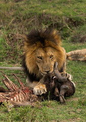 Lion with a wildebeest kill at Masai Mara, Kenya