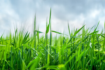 Rye spikelets close up at beginning of the summer