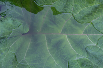 Natural background. Water collected in a large leaf of burdock after rain.