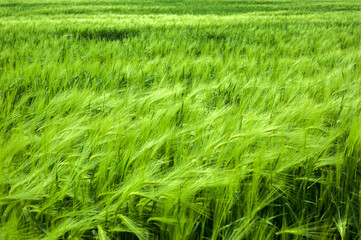 Rye ears on top close up, a in early summer