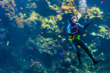 Diver in Monterey Bay Aquarium, California, USA