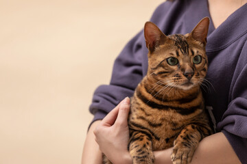 おデブなベンガル猫