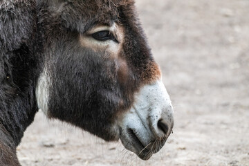 Fototapeta premium Close-Up Portrait Of brown Donkey with blurred background