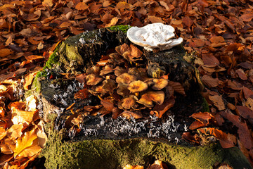 Tree stump covered with 3 different kinds of fungi
