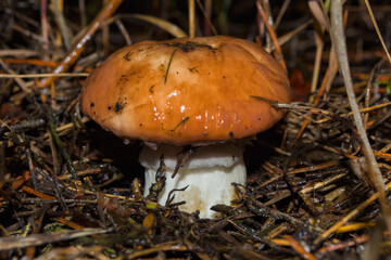 Big mushroom Suillus luteus growing in the pine forest. Mushroom closeup. Soft selective focus.