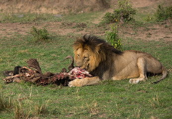 Lion king eating a wildebeest kill at Masai Mara, Kenya