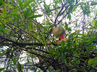 tree in the middle of the sidewalk producing an exotic fruit the beautiful pomegranate