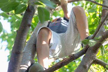 Naklejka na ściany i meble In the summer, an active and cheerful boy collects and eats cherries on a tree.