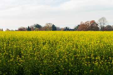 Field of flowering rapeseed near Oosterbeek, Netherlands
