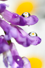 purple flower with water droplets. daisies in refraction