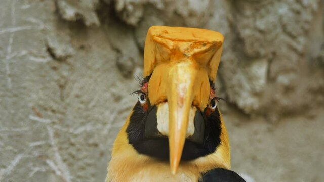 Close-up portrait of the The great hornbill - Buceros bicornis, also known as the concave - casqued hornbill, great Indian hornbill. Wild nature stock footage.