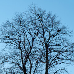 Silhouettes of starling birds resting in a tree
