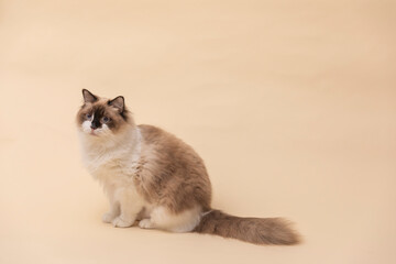 上品なラグドール猫
