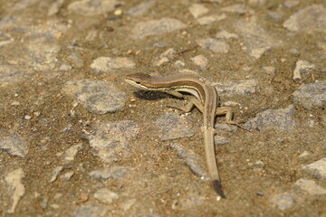Takydromus wolteri)
