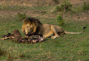 Obraz premium Lion with wildebeest kill at Masai Mara, Kenya