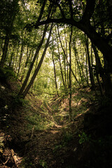 Naklejka premium sunlight breaking through forest top along beautiful small gorge
