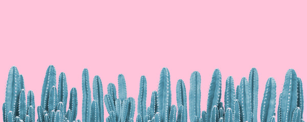 Blue cactus plants on pink background © giftography