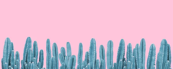 Keuken spatwand met foto Blue cactus plants on pink background © giftography