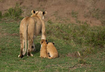 Lioness with her two cubs, Masai Mara
