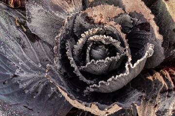 Close up of a rimed red cabbage plant (Brassica oleracea)
