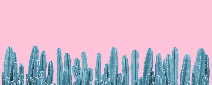 Blue cactus plants on pink background
