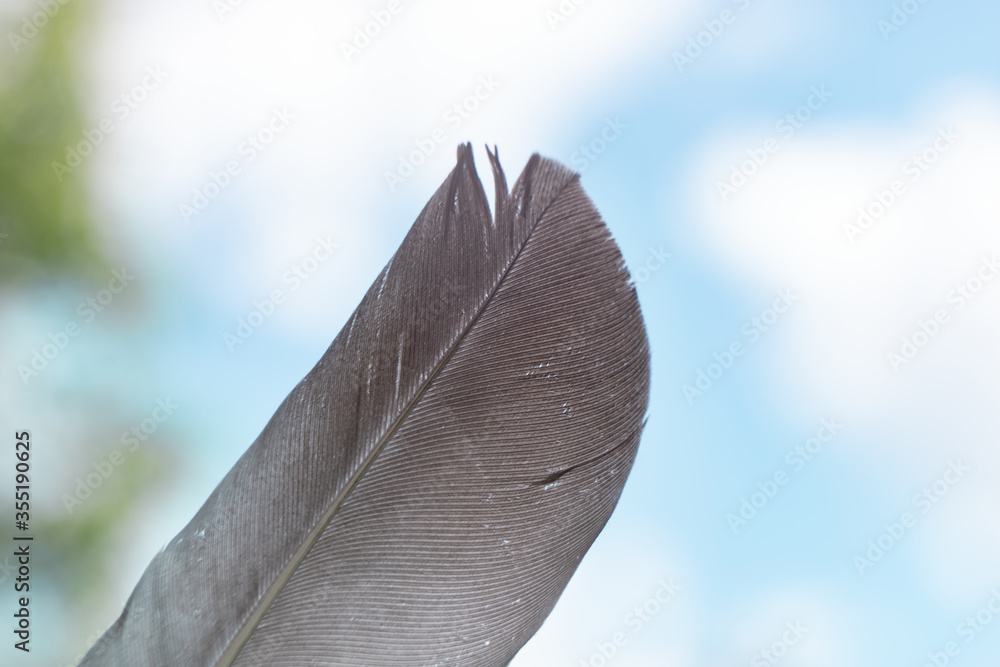 Poster Exotic texture feathers background close up. Sky, blue pattern for your design. Macro photography view.