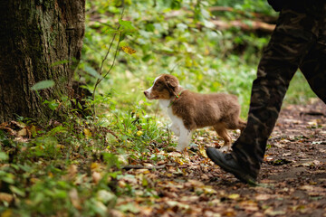 Cute puppy walks with its owner in the green forest. Australian shepherd puppy red tricolor