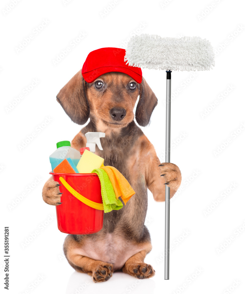 Poster dachshund puppy wearing red cap holds bucket with washing fluids and mop in it paw. cleaning concept