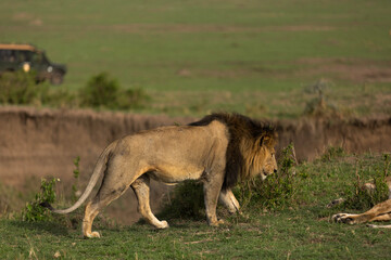 Fototapeta na wymiar The Lion king on walk at Masai Mara, Kenya