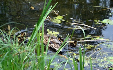 family of wild ducks on the water surface of the city pond