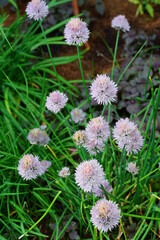 Purple chive blossoms in the spring garden