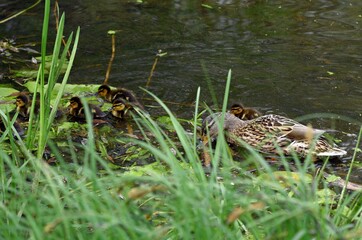 family of wild ducks on the water surface of the city pond