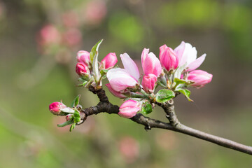 Apple tree flowers in an orchard. May in Poland.